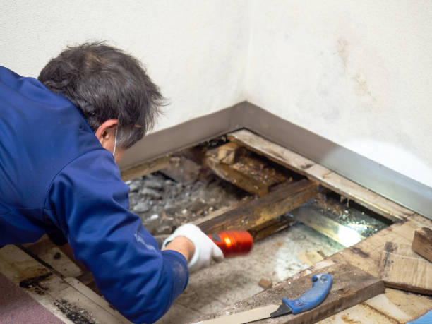 Best Post-Remediation Services in Osseo, WI