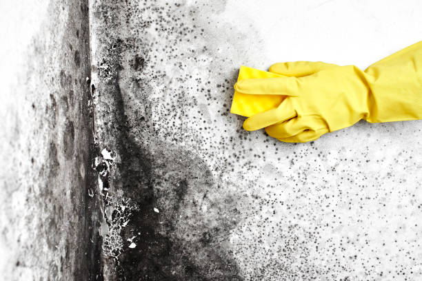Best Insurance-Related Mold Remediation in Osseo, WI
