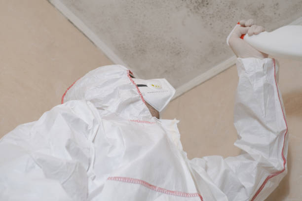 Best DIY Mold Remediation Support Services in Osseo, WI