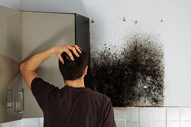 Best Residential Mold Remediation in Osseo, WI