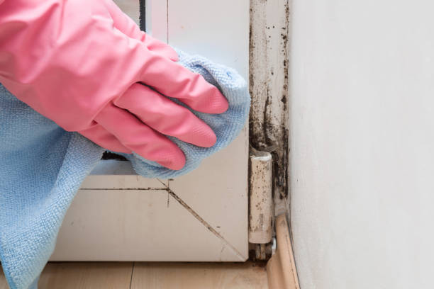Best Basement Mold Remediation in Osseo, WI
