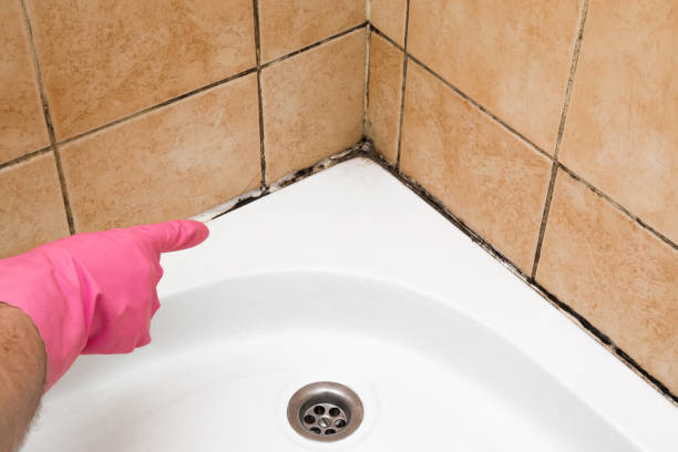 Best Post-Flood Mold Remediation in Osseo, WI